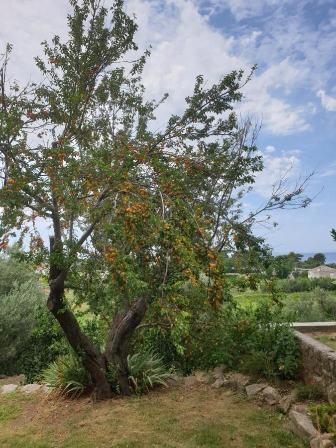 Apartments Davorka Banjol Εξωτερικό φωτογραφία